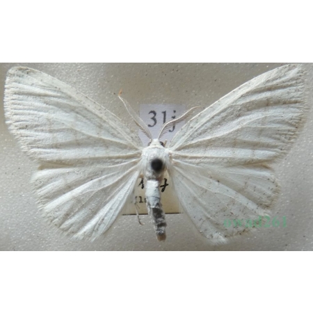 Cabera pusaria (Linnaeus, 1758) Ciemnokres wierzbowiec Czech31j